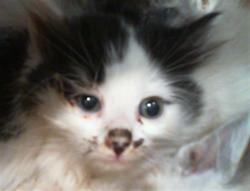 Shelter Stray Male Cat last seen CHARLOTTE, Charlotte, NC 28217