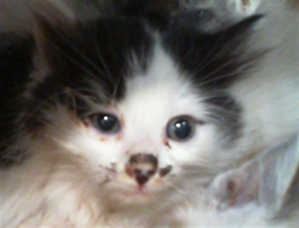 Shelter Stray Male Cat last seen CHARLOTTE, Charlotte, NC 28217