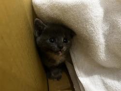 Shelter Stray Female Cat last seen CHARLOTTE, Charlotte, NC 28217