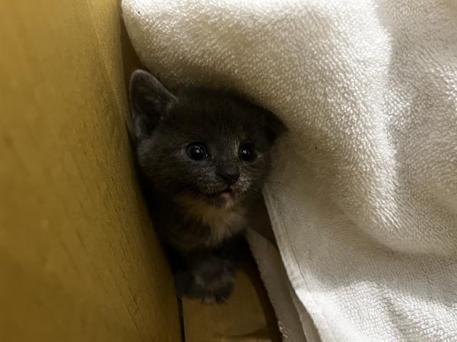 Shelter Stray Female Cat last seen CHARLOTTE, Charlotte, NC 28217