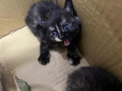 Shelter Stray Female Cat last seen CHARLOTTE, Charlotte, NC 28217