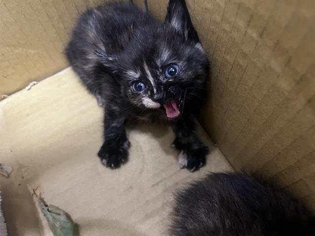 Shelter Stray Female Cat last seen CHARLOTTE, Charlotte, NC 28217