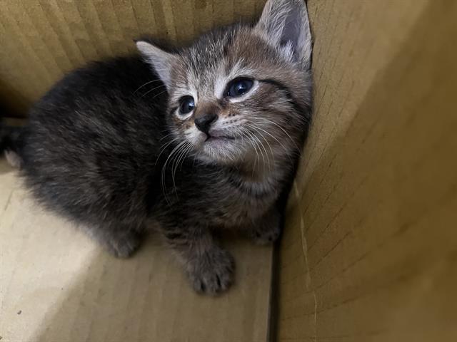 Shelter Stray Male Cat last seen CHARLOTTE, Charlotte, NC 28217