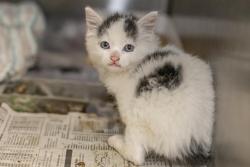 Shelter Stray Male Cat last seen CHARLOTTE, Charlotte, NC 28217