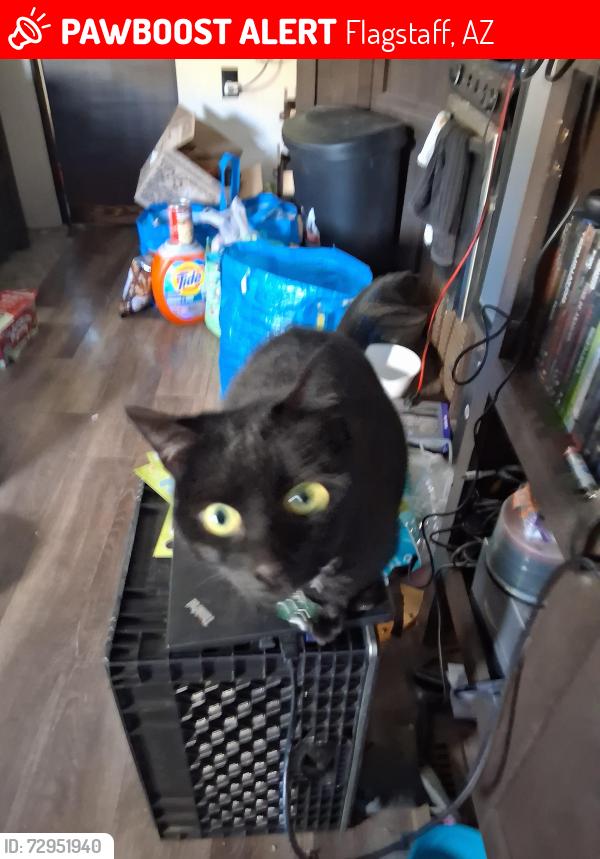 Lost Female Cat last seen Rodeo rd Flagstaff Az, Flagstaff, AZ 86004