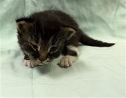Shelter Stray Male Cat last seen , Jacksonville, FL 32204