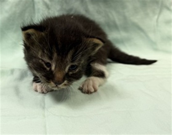 Shelter Stray Male Cat last seen , Jacksonville, FL 32204