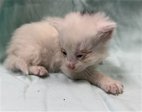 Shelter Stray Female Cat last seen , Jacksonville, FL 32204
