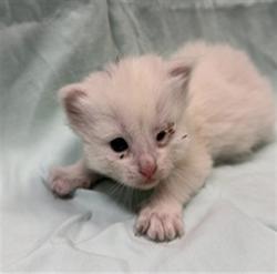 Shelter Stray Female Cat last seen , Jacksonville, FL 32204