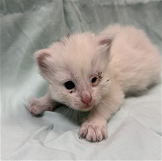 Shelter Stray Female Cat last seen , Jacksonville, FL 32204