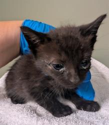 Shelter Stray Male Cat last seen Near BLOCK W. LUCKY DR., Jacksonville, FL 32204