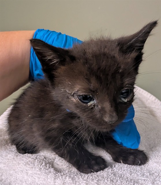 Shelter Stray Male Cat last seen Near BLOCK W. LUCKY DR., Jacksonville, FL 32204