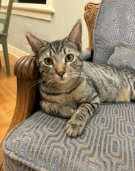 Reunited Male Cat last seen N Curson, Hawthorne Ave, N Sierra Bonita Ave, Hollywood Blvd, W Sunset Blvd, N Gardner St. , Los Angeles, CA 90046
