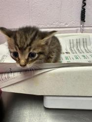 Shelter Stray Female Cat last seen MANSON LN, Jacksonville, FL 32204