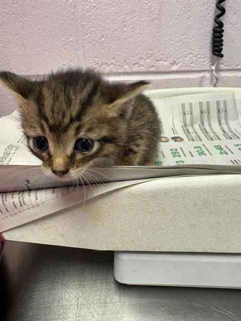 Shelter Stray Female Cat last seen MANSON LN, Jacksonville, FL 32204