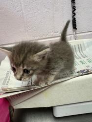 Shelter Stray Male Cat last seen FOSTER RETURN FOR PANLEUKOPENIA TX, Jacksonville, FL 32204