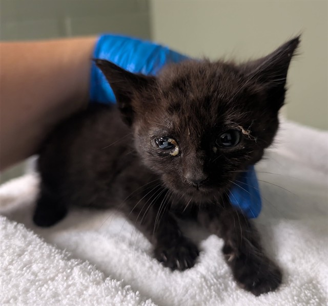 Shelter Stray Female Cat last seen Near BLOCK W. LUCKY DR., Jacksonville, FL 32204