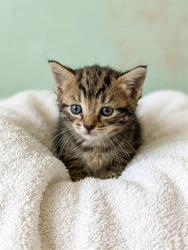 Shelter Stray Female Cat last seen , Jacksonville, FL 32204