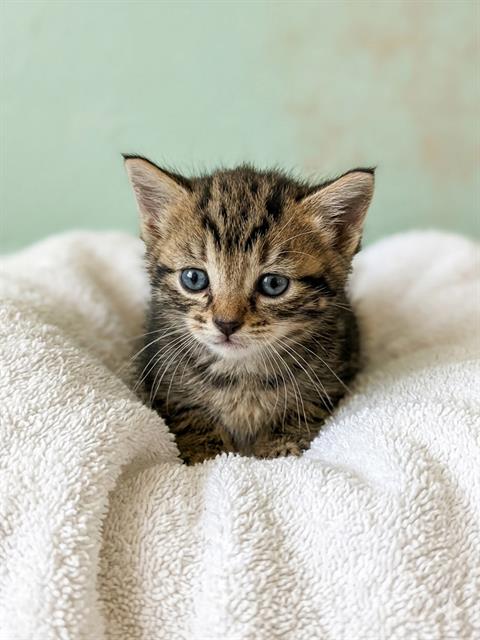 Shelter Stray Female Cat last seen , Jacksonville, FL 32204