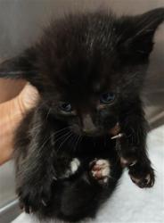 Shelter Stray Female Cat last seen , Jacksonville, FL 32204