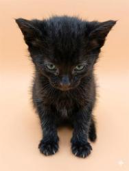 Shelter Stray Female Cat last seen , Jacksonville, FL 32204