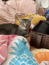 Lost Male Cat last seen Commodore st, Los Angeles, CA 90032