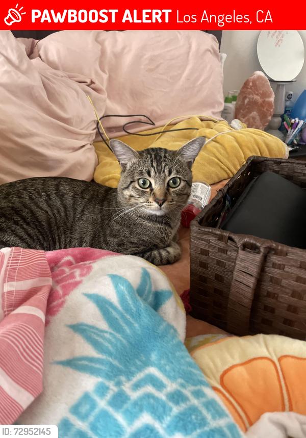 Lost Male Cat last seen Commodore st, Los Angeles, CA 90032
