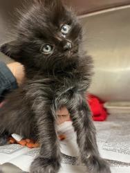 Shelter Stray Female Cat last seen HOLE ST AND TYLER ST RIVERSIDE, Jurupa Valley, CA 92509