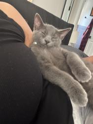 Lost Male Cat last seen 10th, Philadelphia, PA 19141