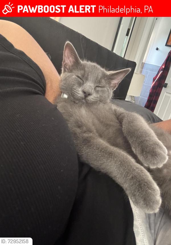 Lost Male Cat last seen 10th, Philadelphia, PA 19141