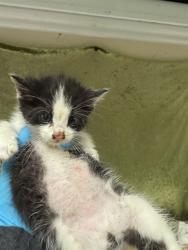 Shelter Stray Male Cat last seen Near BLOCK APPALOOSA AVE, JURUPA VALLEY CA 92509, Jurupa Valley, CA 92509