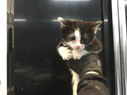 Shelter Stray Female Cat last seen Near BLOCK TOWNE ST, INDIO CA 92201, Thousand Palms, CA 92276