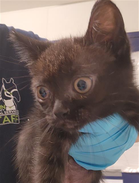 Shelter Stray Female Cat last seen Near BLOCK AIRPORT DR, BAKERSFIELD CA 93308, Bakersfield, CA 93308