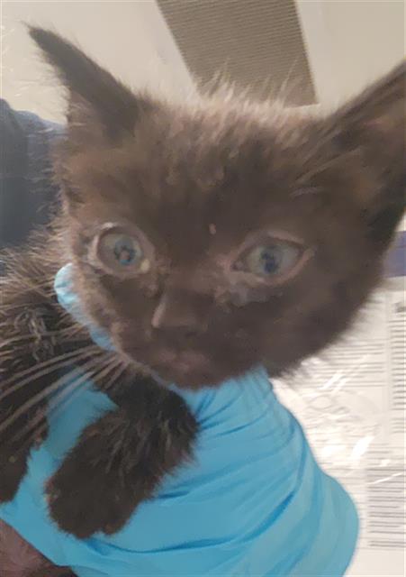 Shelter Stray Male Cat last seen Near BLOCK AIRPORT DR, BAKERSFIELD CA 93308, Bakersfield, CA 93308