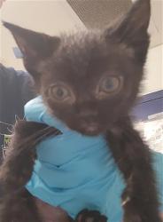 Shelter Stray Male Cat last seen Near BLOCK AIRPORT DR, BAKERSFIELD CA 93308, Bakersfield, CA 93308