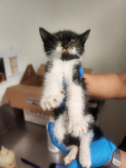 Shelter Stray Male Cat last seen Near BLOCK MONA WAY, BAKERSFIELD CA 93309, Bakersfield, CA 93308