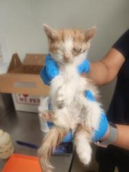 Shelter Stray Female Cat last seen Near BLOCK MONA WAY, BAKERSFIELD CA 93309, Bakersfield, CA 93308