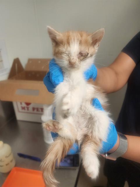 Shelter Stray Female Cat last seen Near BLOCK MONA WAY, BAKERSFIELD CA 93309, Bakersfield, CA 93308