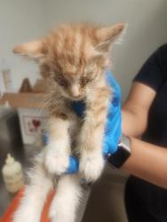 Shelter Stray Male Cat last seen Near BLOCK MONA WAY, BAKERSFIELD CA 93309, Bakersfield, CA 93308