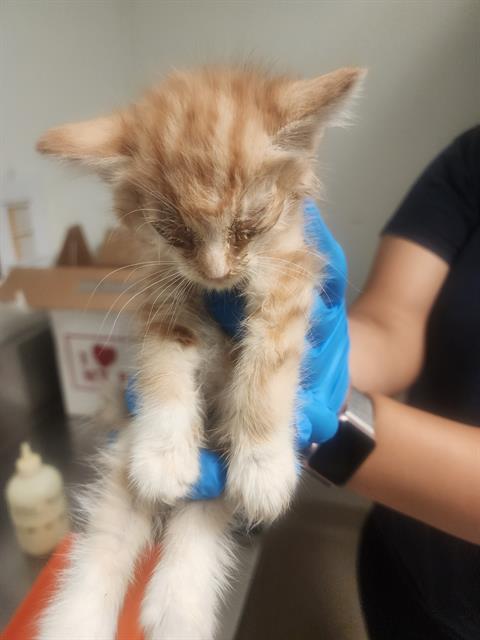 Shelter Stray Male Cat last seen Near BLOCK MONA WAY, BAKERSFIELD CA 93309, Bakersfield, CA 93308