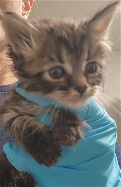 Shelter Stray Male Cat last seen Near BLOCK DECATUR ST, BAKERSFIELD CA 93308, Bakersfield, CA 93308