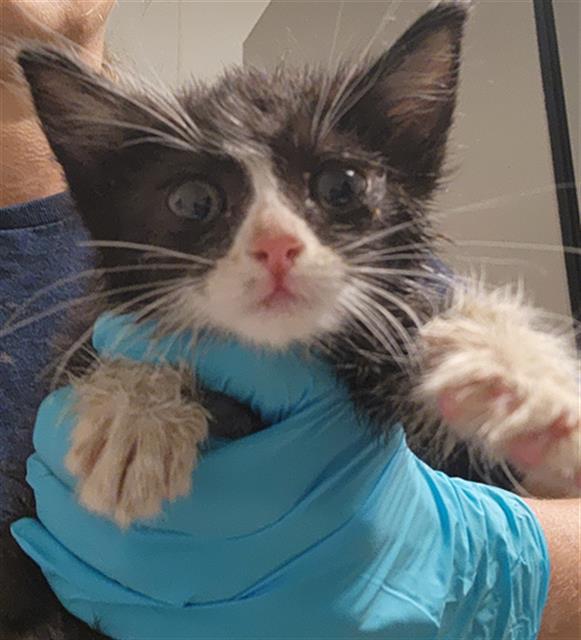 Shelter Stray Female Cat last seen Near BLOCK ROLLO RAVINE, BAKERSFIELD CA 93305, Bakersfield, CA 93308
