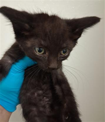 Shelter Stray Female Cat last seen Near BLOCK VICTOR ST, BAKERSFIELD CA 93308, Bakersfield, CA 93308