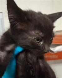 Shelter Stray Male Cat last seen Near BLOCK VICTOR ST, BAKERSFIELD CA 93308, Bakersfield, CA 93308
