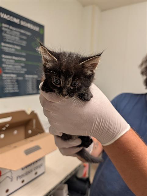 Shelter Stray Female Cat last seen Near BLOCK LANTANA WAY, BAKERSFIELD CA 93306, Bakersfield, CA 93308