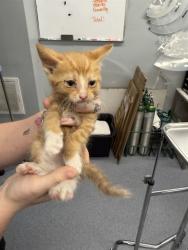 Shelter Stray Male Cat last seen Near BLOCK EASY ST, BORON CA 93516, Bakersfield, CA 93308