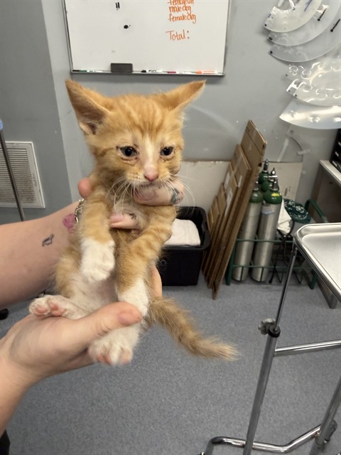 Shelter Stray Male Cat last seen Near BLOCK EASY ST, BORON CA 93516, Bakersfield, CA 93308