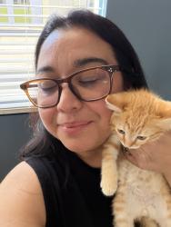 Reunited Male Cat last seen 3rd Ave and Pierson, Phoenix, AZ 85013