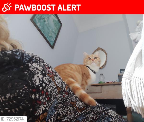 Lost Female Cat last seen Westland street, Derry and Strabane, Northern Ireland BT48 9JD