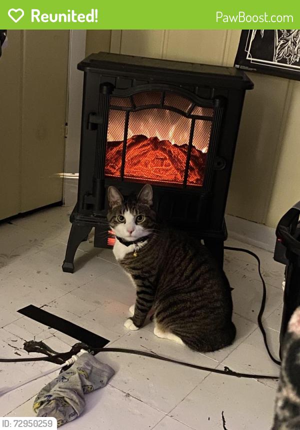 Reunited Male Cat last seen Near Ogema and Dell, Flint, MI 48507
